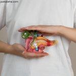 Fungsi Empedu dalam Metabolisme Tubuh: Lebih dari Sekadar Pencerna Lemak