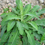 Tempuyung dan Perannya dalam Menjaga Kesehatan Empedu