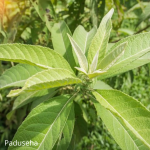 Sembung dan Perannya dalam Mendukung Kesehatan Empedu