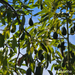 Daun Alpukat dan Dukungan untuk Kesehatan Empedu